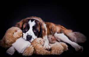 Biggest Dog Breeds: 12 Majestic Giants Worth Knowing