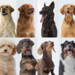 Dog Breeds