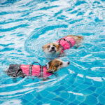 Dog Life Jackets: 12 Essential Safety Features Explained