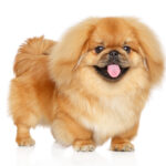 cutest dog breeds
