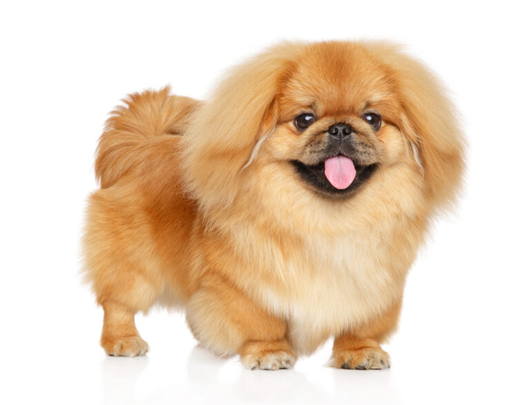 cutest dog breeds